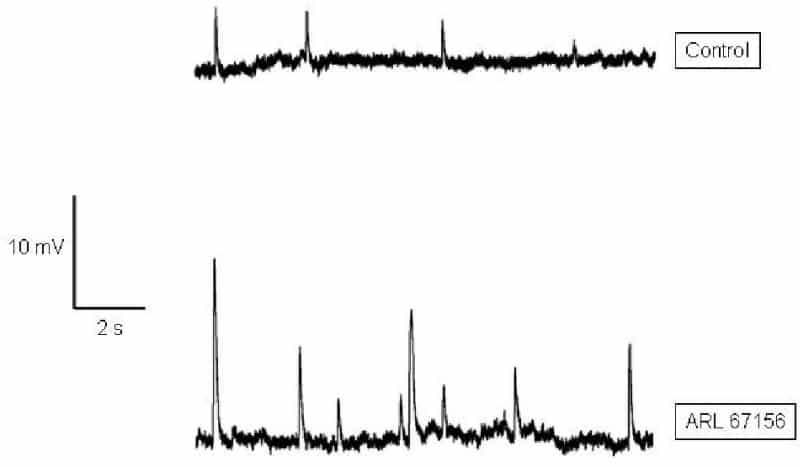 Fig. 1 Typical sEJPs recorded from a single cell. Note both potentiation & increased frequency of sEJPs following ecto-ATPase inhibition.