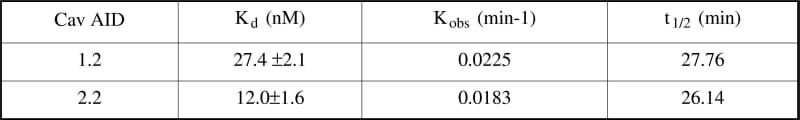 Table 1. Binding parameters of Cav 1.x AID domains to immobilised Cav β3 proteins. Kd equilibrium dissociation constant (means ± S.E.M. Kobs observed association rate constant; t1/2 amount of time required for the ligand to occupy 50% of the binding sites. n=3.