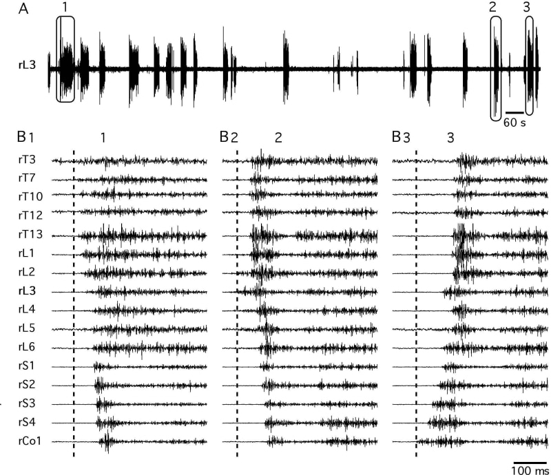 Spontaneous motor bursts are initiated at different segmental levels. Multi-site ventral root recordings were performed in the isolated spinal cord; T thoracic; L lumbar; S sacral; Co coccygeal. A single slow time-base recording from the right lumbar ventral root. B expanded view of three cycles (1 2 and 3) indicated in A and monitored on 16 ventral roots. Sequential propagation of activity occurredipsilateral side of the cord. In B1 the activity was initiated at the thoracic level in B2 at the lumbar level and in B3 at the coccygeal level.