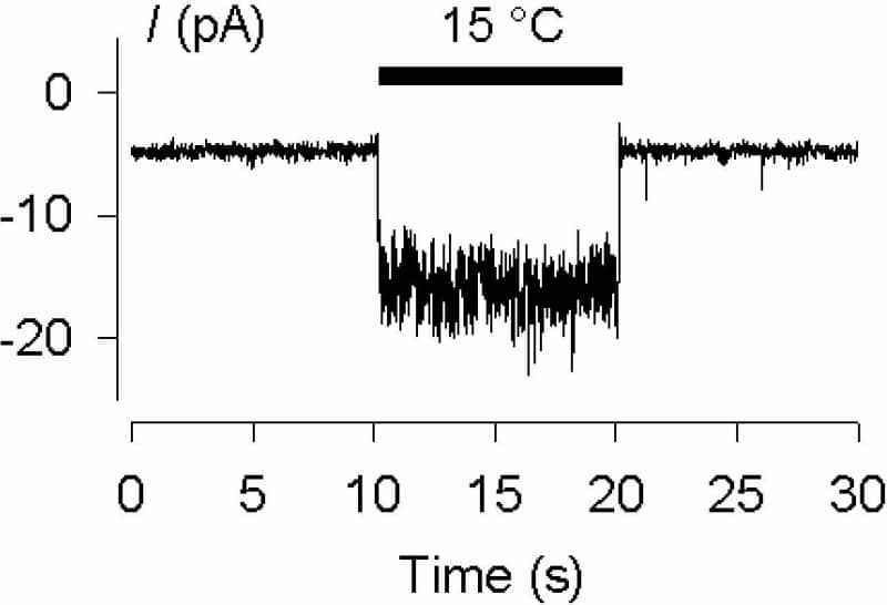 Rapid activation of the native cold and menthol receptor TRPM8 by a switch from 25 °C to 15 °C in a multi-channel excised patch.