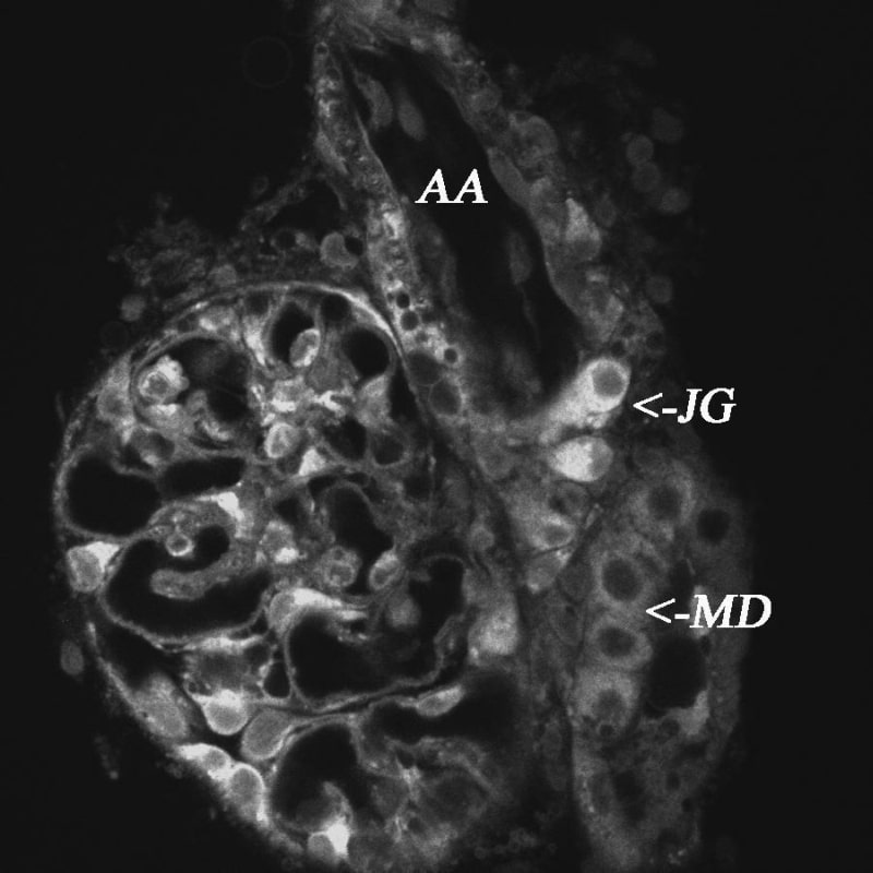 Figure 1. Two-photon image of a microperfused juxtaglomerular apparatus labelled with quinacrine. Diffuse labelling of the JGA structure including macula densa (MD) cells and the terminal part of the afferent arteriole (AA) containing renin granular cells or juxtaglomerular (JG) cells. JG cells contain a number of renin granules labelled with quinacrine.