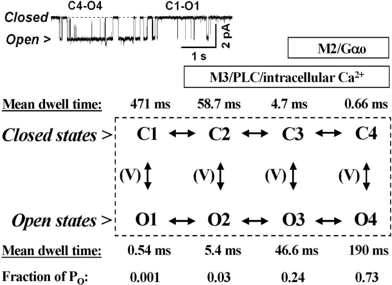 Fig. 1. Channel mechanism with mean parameters indicated. The inset shows gating typical for the C4-O4 and C1-O1 transitions.