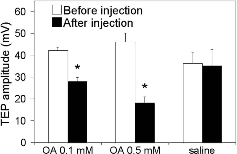 Figure 1. Mean values ± S.E.M. (vertical bars) of TEP amplitudes (mV) recorded before and 20 min after injection of 0.1 or 0.5 mM octopamine (OA) and saline. Number of sensilla tested: 52-96. *Significant difference (p‰¤0.05) between TEP values before and after injection.