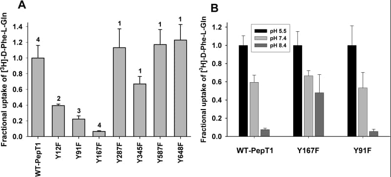 Figure 1A: Uptake of [3H]-D-Phe-L-Gln at pHout 5.5 normalized to wild-type (WT) PepT1 uptake (n value shown above each bar). Figure 1B: pH dependence of [3H]-D-Phe-L-Gln uptake normalized to the uptake at pHout 5.5 for each construct (n=3 for Y167F n=4 for WT-PepT1 and Y91F)