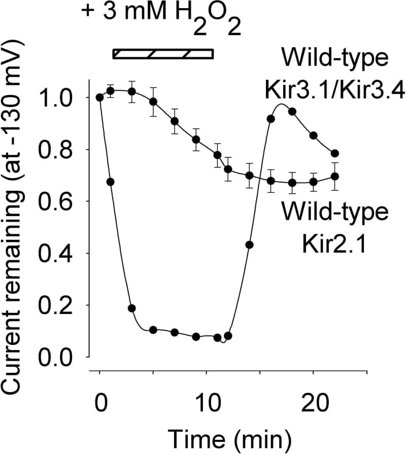 Figure 1. Effect of H2O2 on wild-type Kir3.1/Kir3.4 and Kir2.1 channels. Data are means ± S.E.M. (n=5).