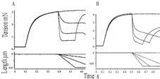 Figure 1. Tension responses (upper traces) to three ramp shortening velocities (lower traces) from two experiments (A and B) at 20°C; a bundle was held isometric for ~0.3 to 0.4 s before a ramp shortening was applied. An isometric tetanus is also superimposed in each case. Note that in A there is a rapid decrease in tension to a steady level as expected whereas in B the initial rapid decrease is followed by a slow tension decline that continues until the end of the ramp.