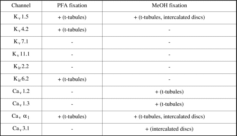 Table 1. Effect of two different fixation protocols on immunolabelling of ion channels.The presence (+) or absence (-) of labelling and the site of labelling if present is noted. For each fixation protocol and channel studied immunolabelling was imaged in three cells (except in cases in which there was no labelling); in all cases the pattern of labelling in the cells imaged was typical.