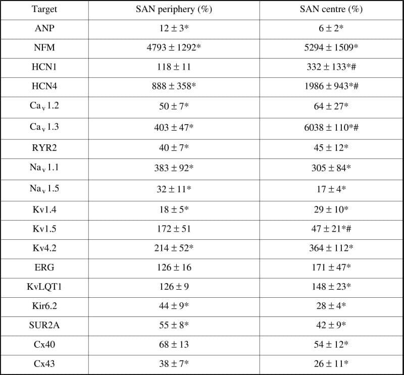 Table 1. Number of cDNA molecules relative to number of cDNA molecules in RA (100 %).*Significant difference compared to RA (P<0.05) #significant difference compared to SAN periphery (P<0.05). Significance of differences was calculated using one-way ANVOA. Data are shown as means ± S.E.M.