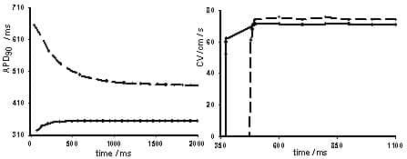 Figure 1. Restitution properties for normal (continuous dotted lines) and for failure (dash dotted lines) cell and tissue models. Left panel shows dynamic APD restitution for cell and right panel shows CV restitution curve for 1D tissue.