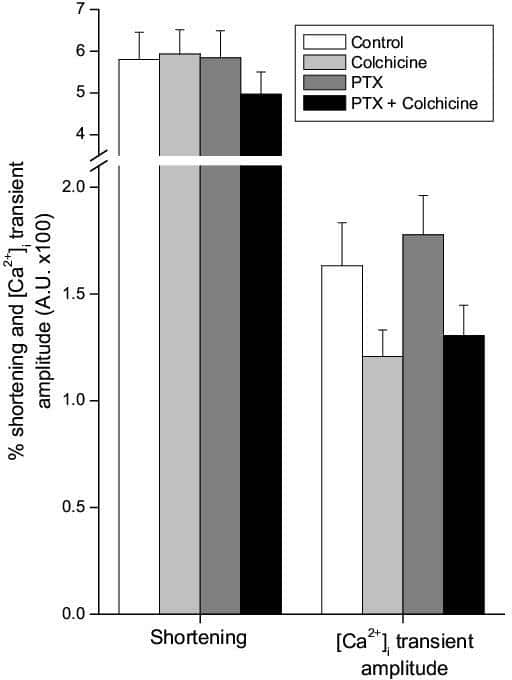 Figure 1: The effect of PTX and/or colchicine on shortening (as a % resting cell length) and intracellular calcium transient amplitude in rat ventricular myocytes. Bars are means +SEM (n=36-41).