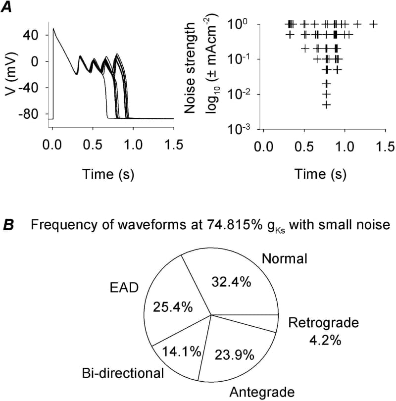 Figure 1. A fffect of noise levels (± 0.005 to 1 mAcm-2) on action potentials (APs) for M cells at 83% gKs. Each combination is repeated 20 times. Left superimposed APs with noise at ± 0.1 mAcm-2; right action potential durations of all cases. B frequencies of different propagations with 74.815% gKs and noise (± 0.1 mAcm-2).