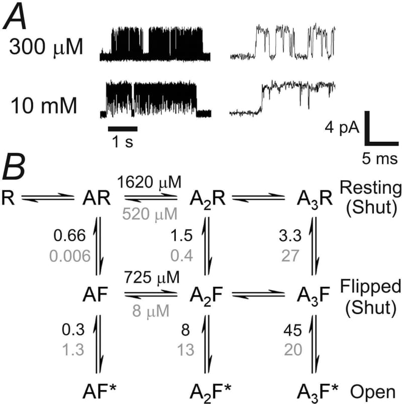 Figure 1. A typical single A52S glycine receptor activations at 300 µM and 10 mM glycine. B the \"flip\" model. Equilibrium constants (calculated for the fitted rate constants vertical ones are the downward rate divided by the upward) are shown for A52S (black) and wild-type (grey). The mutation reduces the affinity of glycine for the flipped state much more than for the resting state so the increase in glycine affinity after flipping is much smaller.