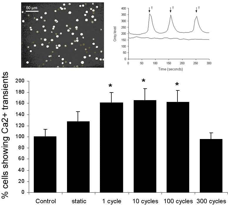 Figure 1. Percentage of cells exhibiting calcium transients in 5min period during static compression or following cyclic compression for 1 10 100 or 300 cycles. Values represent mean ± S.E.M. normalised to unstrained control (*p<0.05). Inset shows image of fluo-4-labelled cells and represenative Ca2+ transients for a single cell.