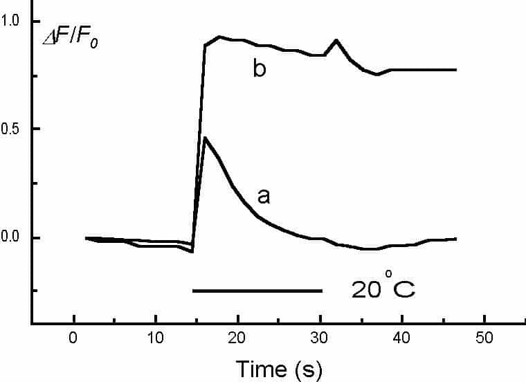 Fig. 1. A rapidly adapting (a) and a non-adapting response (b) to a fast cooling step from 32 to 20 C with a duration of 10 s.