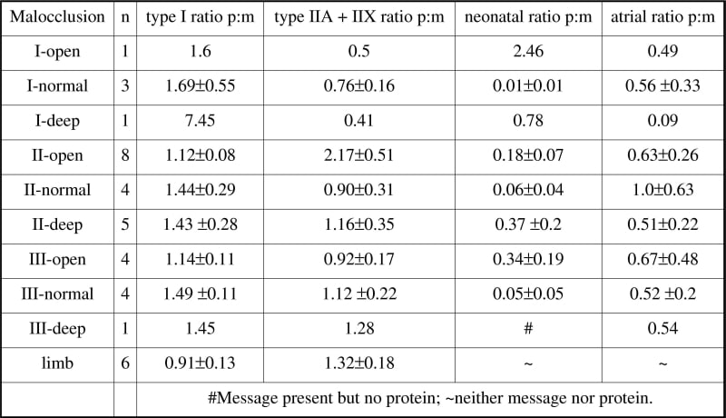 Protein: mRNA (p:m) ratios (&#177 s.e.m.) for myosin heavy chain isoform