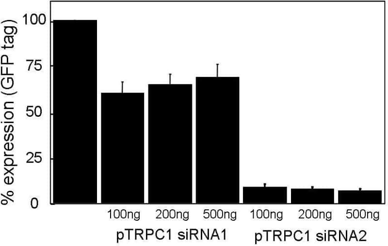 Figure 1. TRPC1 over-expression and knock-down with siRNAs. Amount of plasmid per 5x105 cells shown below bars. Data derived from Western blots against GFP tag and shown as mean Â± SEM n=7.