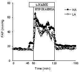 Fig 1: PAP during hypoxaemia in highland (HA) and lowland (LA) newborn llama. p<0.05: * HA vs LA; x HA vs basal; xx LA vs basal.