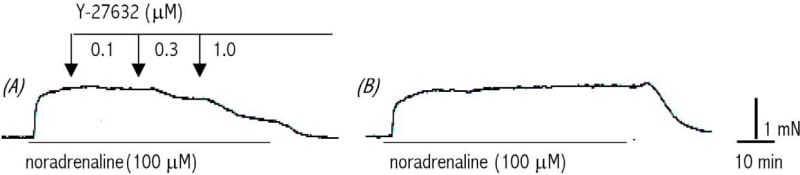 Figure 1. (A) Inhibition of NA-induced Caμμ2+2+-free/EGTA (1 mM) throughout out drug washout (90 min) and subsequent stimulation with NA.