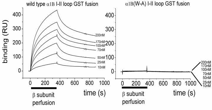 Figure 1: Examples of Biacore 2000 sensorgrams for comparison of purified Beta1b binding to a GST-Cavv2.2(W391A) I-II loop (right).