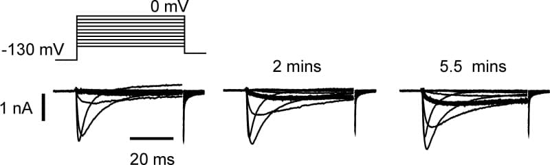 Figure 1. OAG (25 μM) internal induces up-regulation of TTX-r Na‾1.8) is indicated by a thicker trace.