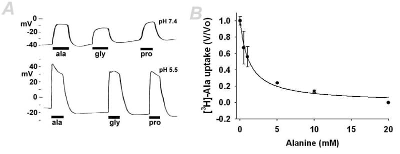 Figure 1A: Representative membrane potential recordings from a CG1139-expressing oocyte and its response to extracellular amino acids Ala Gly and Pro (all 2mM) at pH 7.4 (upper trace) and pH 5.5 (lower trace); similar patterns of depolarisation were seen in at least 5 oocytes. Figure 1B: Self inhibition of 50Î¼M alanine uptake at pH 5.5 (n=5 oocytes per data point R2=0.99).