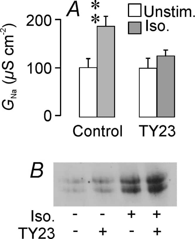 Fig 1. FDLE cells isolated from fetuses (gestational age 20 days) removed from anaesthetised (3% halothane, killed before regaining consciousness) rats, were plated onto permeable supports and incubated at adult alveolar PO2 in the presence of dexamethasone (200nM) and T3 (10nM). After 48h the resultant epithelial layers were mounted in Ussing Chambers so that Gcould be estimated in control and isoprenaline-stimulated cells by measuring the currents evoked by the imposition of an inwardly-directed Na+ gradient (see Collet et al., 2002). (A) Data from control and TY23treated (100 µM, 30 min) cells. (B) Western blot showing the effects of isoprenaline upon the abundance of phosphotyrosinecontaining proteins in control and TY23-treated cells.