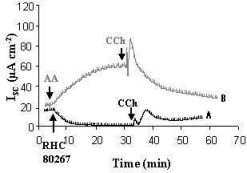 Fig 1. Typical ISC trace of effect of A) RHC 80267 and B) AA on basal and CCh-induced ∆ISC.