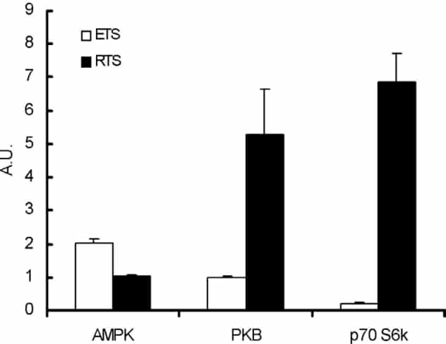 Figure 1 (mean+/-SEM; n=8 for each bar, 4 EDL and 4 soleus pooled) indicates that ETS but not RTS increased AMPK phosphorylation. In contrast, RTS but not ETS activated PKB-p70 Nader GA & Esser KA (2001) 90, 1936-1942. S6k signalling. The increase in AMPK phosphorylation after ETS,the increases in PKB and p70 S6k phosphorylation after RTS, and ological Society ethical requirementsthe decrease in p70 S6k phosphorylation after ETS were all significantly different from control (ANOVA; p<0.05).