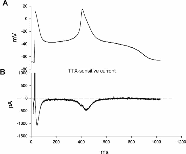 Fig. 1, Representative late INa during action potential in a SCN5a (D/ ) myocyte. </PFig. 1, Representative late INa during action potential in a SCN5a (D/ ) myocyte.