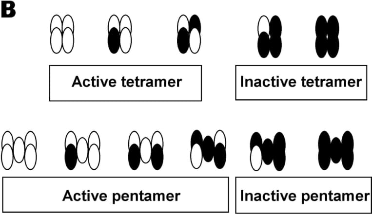 Figure B:Possible ways that the PepT1-FLAG (open circles) and the W294F (filled circles) can be arranged in cases of tetramer and pentamer.Other 12 transmembrane domain transporters have recently shown to be multimers, including the human dopamine transporter (Hastrup et al. 2001). This study shows that PepT1 functions as a multimer, which will be highly relevant for structure-function modeling of the protein.