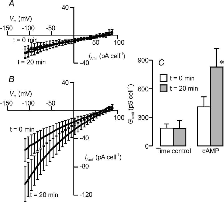 Figure 1. H441 cells were grown (~24 h) on glass coverslips in the presence of 200 nM dexamethasone before being studied using the perforated patch technique; all data are mean ± S.E.M. (n>4). The current − voltage relationship for the amiloride-sensitive current (IAmil) measured at 0 and 20 min in control (A) or cAMP stimulated cells (B, 10 µM forskolin, 100 µM isobutylmethylxanthine, 1 mM N6,2′-O-dibutyryladenonsine 3′5′-cyclic monophoshate). C, Estimates of the amiloride-sensitive membrane conductance (GAmil) from linear regression of data collected at negative holding potentials at 0 and 20 min. * denotes significance P<0.05 (Student’s t test).