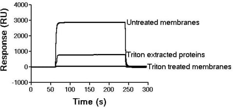 Figure 1. SPR sensorgram of interactions between T3 immobilisedto a CM5 surface and superfused liver sinusoidal membrane material.RU:- SPR Response Unit