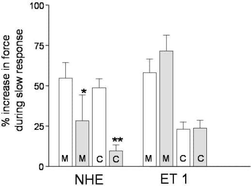 Figure 1. The effect of inhibition of NHE (5 µM HOE 642) and antagonism of ET 1 receptors (1 µM PD145065) on the magnitude of the slow response to stretch in papillary muscle (M) and myocytes (C) from the rat heart. Open bars are under control conditions, shaded bars are in the presence of inhibitor. For data with HOE 642, myocytes were stretched by 7.9 ± 1.5% (mean ± S.E.M; n=6); for data with PD145065, myocytes were stretched by <P 5.9 ± 0.9% (n=12); for all data with muscle, n=6. * P<0.05 ** P<0.01 compared with respective control conditions (paired Student’s t-test).