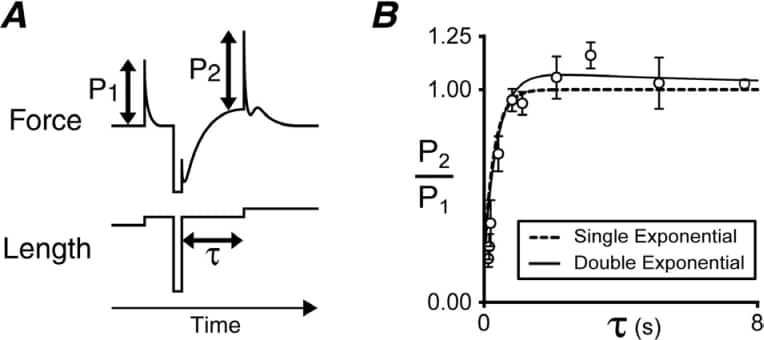 All results are quoted as mean ± SD. Fig 1. A) Schematic diagram illustrating experimental protocol. B) Mean ± SD values of P2/P1 plotted as a function of the delay interval τ.pCa 5.9. Isometric tension was 0.57 ± 0.03 of maximum Ca2+ activated tension.