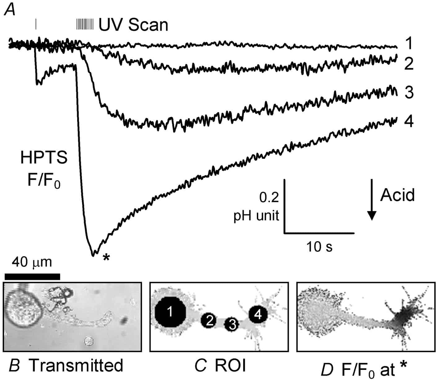 Figure 1. A, pH-sensitive fluorescence plotted from four regions of interest (ROI; see Fig. 1C) of an isolated snail neurone bathed in snail Ringer containing 2 mM NBA. NBA was photolysed in region 4 (the axon foot), during a whole image sweep (55 ms frame-1, dwell time 9.85 µs µm-2), at the times indicated in the UV scan trace. The first uncaging of H+ was induced by one sweep of the UV laser, whilst the second consisted of 13 discrete sweeps over 2.15 s. B, image of the snail neurone (128 w 67 pixels) with tip of patch pipette top left. C, confocal F/F0 image before acidification showing the four ROI plotted in A. D, confocal F/F0 image at the peak (*) of the acidification (average of 18 images).