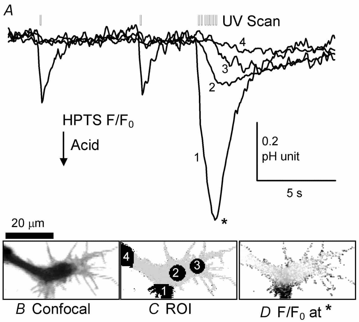 Figure 2. A, pH-sensitive fluorescence recorded in the axon foot region of the cell shown in Fig. 1B. Two single UV illuminations (dwell time 39 µs µm-2) were followed by a series of 7 illuminations over 1s. B, confocal image of axon foot (128 w 67 pixels). C, confocal F/F0 image before acidifications showing the four ROI plotted in A. D, confocal F/F0 image at the peak of the acidification.