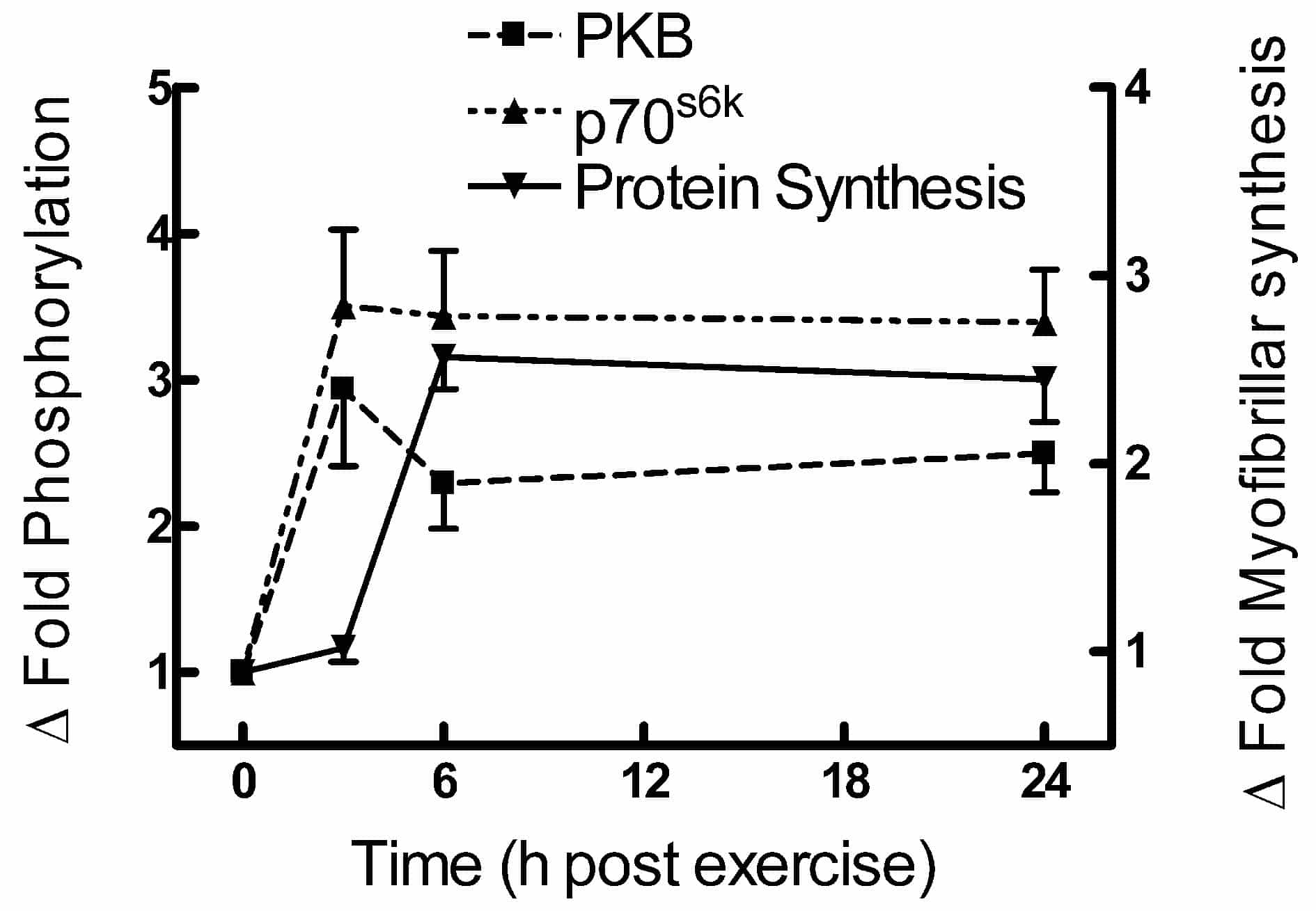 Figure 1. Changes in muscle PKB and p70S6k phosphorylationand myofibrillar protein synthesis after exercise. All changesP < 0.05 vs. rest values except protein synthesis at 3 h(ANOVA).