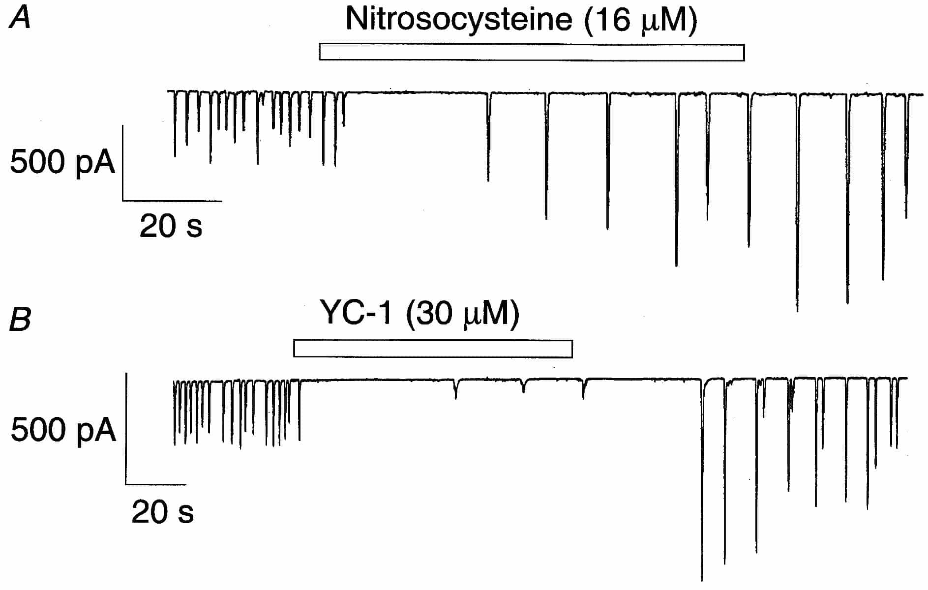 Figure 1. A, effect of nitrosocysteine (16 µM) on STICs in a cellheld at -60 mV. B, effect of YC-1 (30 µM) in a different cell.