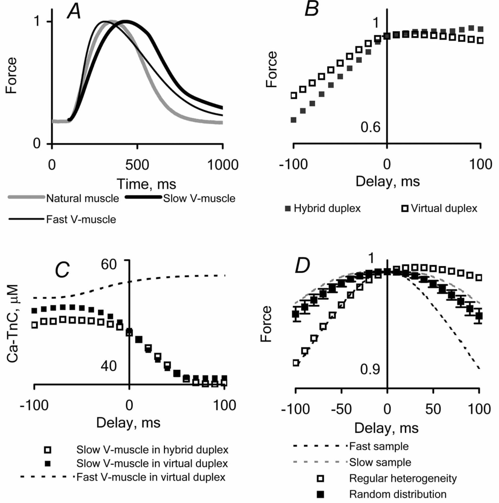 Figure 1. Effect of excitation sequence on inotropic characteristics of heterogeneous myocardium models. A, time courses of isometric force development in the individual elements used to form duplexes. B, peak force generation in heterogeneous duplexes during a series of stimulation delays (positive delay time is for a faster element, and vise-versa). The Hybrid duplex = the Natural muscle (trabaeculum from rat right ventricle) and the Slow Virtual (V) muscle, and the Virtual duplex = the Fast and the Slow V-muscles. C, peak [Ca–TnC] in the elements of the heterogeneous duplexes. D, peak force generation in 1D models of cardiac tissue with either regular or random heterogeneity patterns in comparison with homogeneous samples.