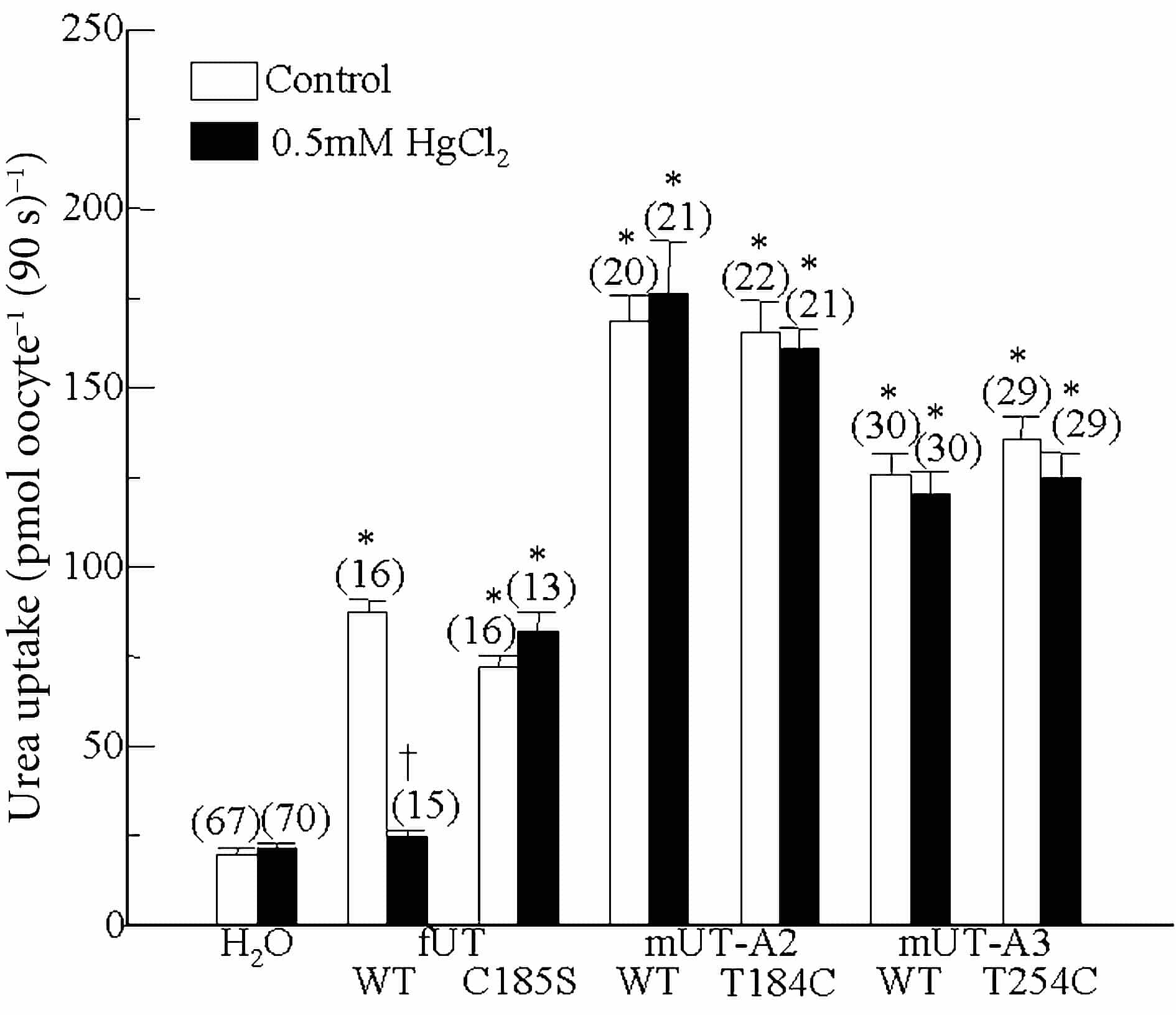 Figure 1. Effect of Hg2+ on urea uptake. The uptake periodwas 90 s using a solution containing 1 mM urea. Values arepresented as means ± S.E.M., with the number of observationsin parentheses. * denotes a significant increase in uptakecompared to H2O-injected controls. † denotes a significantreduction compared to the paired control group.