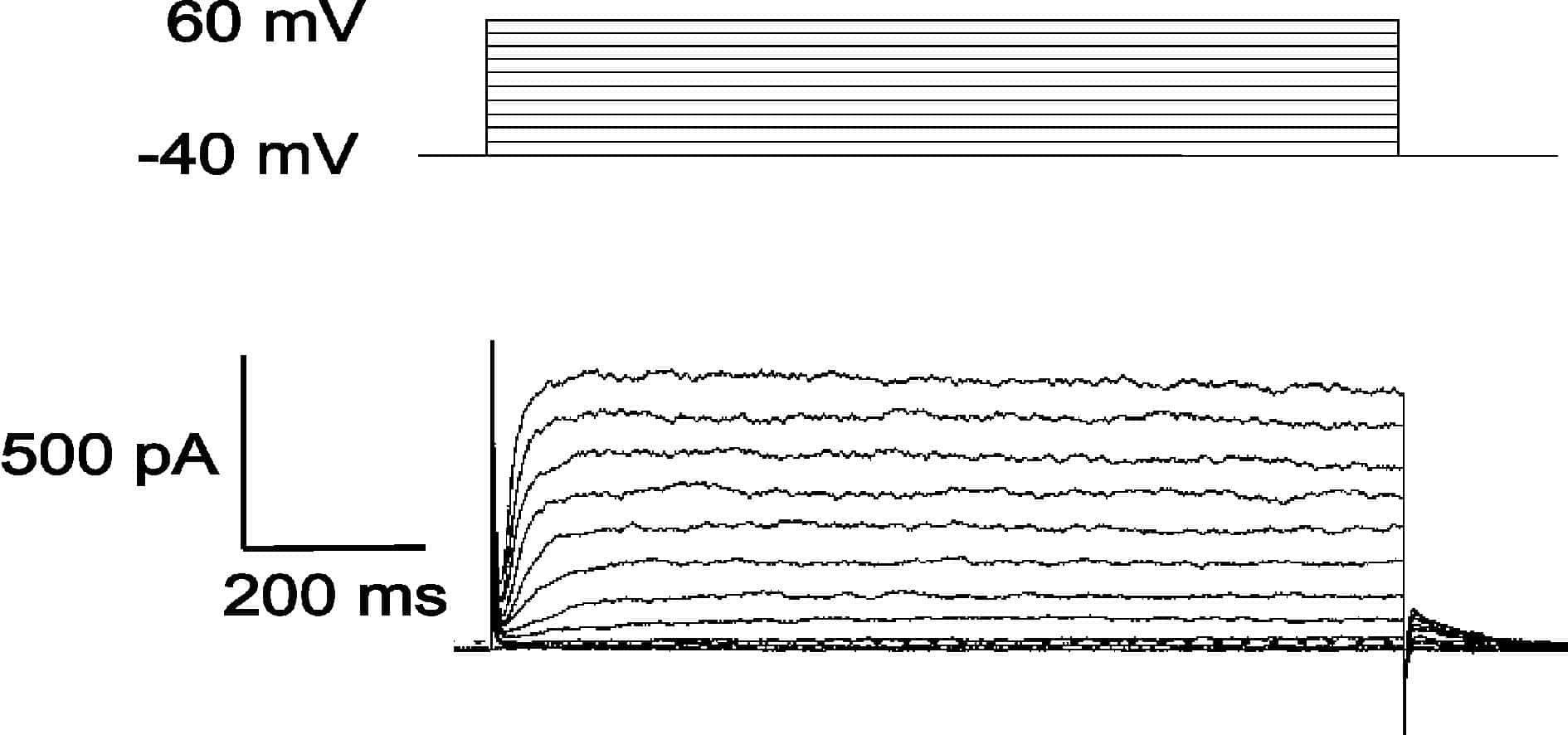 Figure 1. Outward currents recorded from a muscle fibre of the ventral sucker of F. hepatica (lower panel). Depolarisations were incremented in 10 mV steps from -40 mV to +60 mV (upper panel).