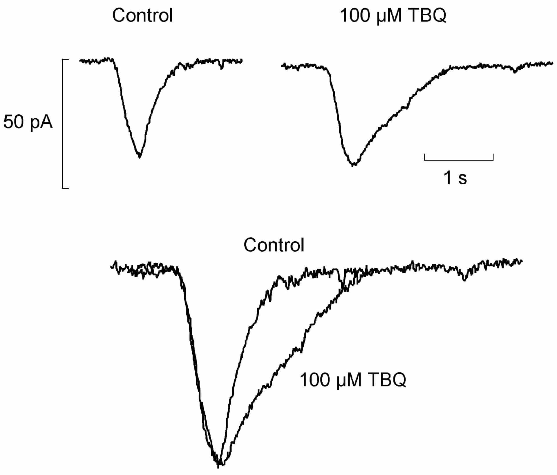 Figure 1. TBQ prolongs the transient inward current accompanying spontaneous waves of calcium release in rat ventricular myocytes.