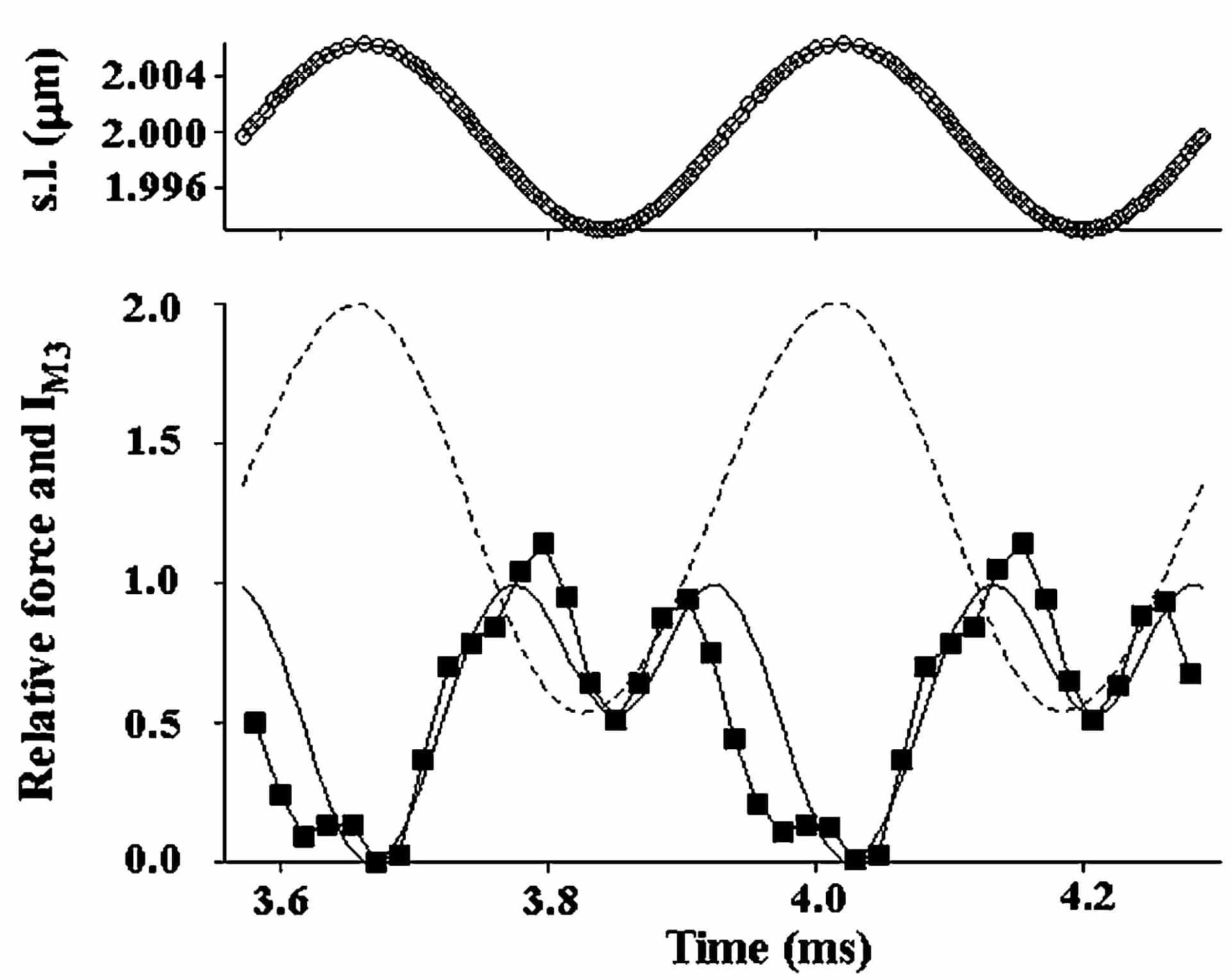 Figure 1. [fullcircle], IM3 signal during sinusoidal length oscillations. Continuous line: calculated IM3 signal to simulated sarcomere length changes (s.l., upper trace, [opencircle]) and force (dashed line). Temperature 2°C