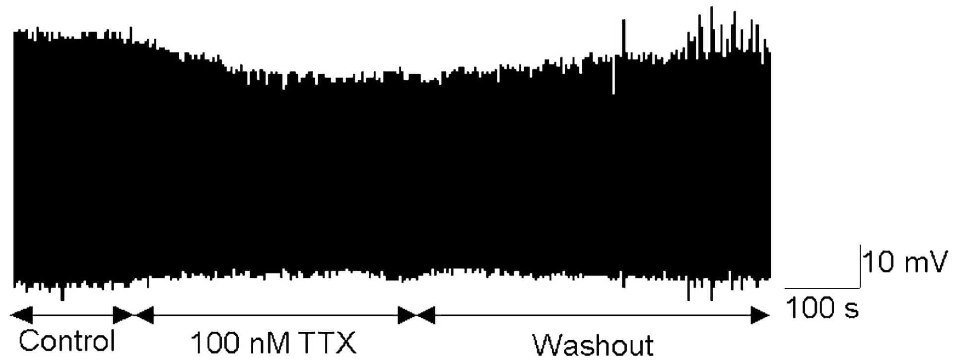 Figure 1 Continuous extracellular potentials (ECPs)recorded from a mouse SAN in absence and presence of100 nM TTX.