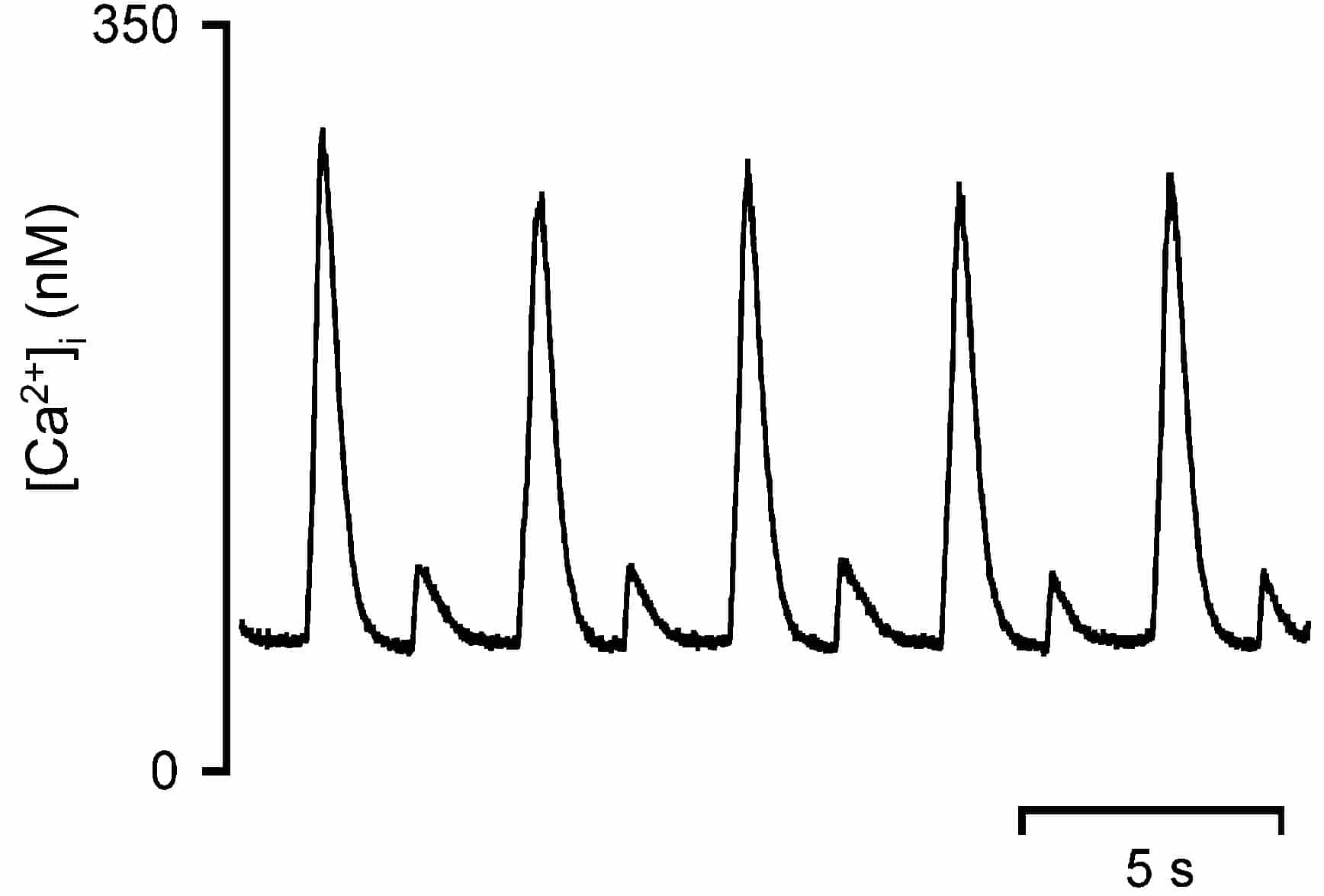 Figure 1. Development of alternans during small pulsestimulation. Changes in Ca2+ in response to consecutive(20 mV; 100 ms duration) pulses applied every s from aholding potential of -40 mV.