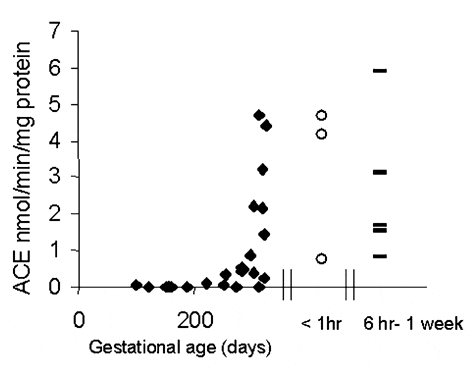 \"Figure 1. Pulmonary ACE concentrations in fetal ([filldiamond]), newborn ([opencircle]) and neonatal (-) foals.\"