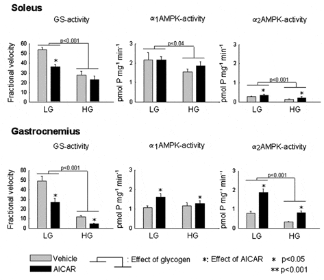 \"Figure 1. Fractional velocity of glycogen synthase (GS) and kinase activity of both α-isoforms of AMPK in soleus and white part of gastrocnemius muscle preconditioned to either high (HG) or low (LG) glycogen content. Statistical significance (n = 6-8) was tested with 2-way ANOVA, and variation expressed as standard error.\"