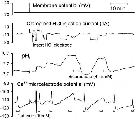 \"Figure 1. Experiment to show the effect of acidosis on the response of [Ca2+]i to superfusion with caffeine; methods as described previously (Willoughby et al. 2001). The snail Ringer solution was bicarbonate free to inhibit pHi regulation except where indicated. The membrane potential was recorded with a microelectrode filled with 2 M KCl, and the voltage-clamp electrode was filled with 1 M CsCl. The ion-sensitive microelectrodes were made from boro- or aluminosilicate glass micropipettes silanized as previously described (Collins & Thomas, 2001). To decrease pHi I injected HCl by passing current through a fifth microelectrode filled with 1 M HCl, inserted (arrow) some time after the other electrodes. Thus the clamp current is the sum of the currents used to clamp the membrane potential and inject HCl.\"