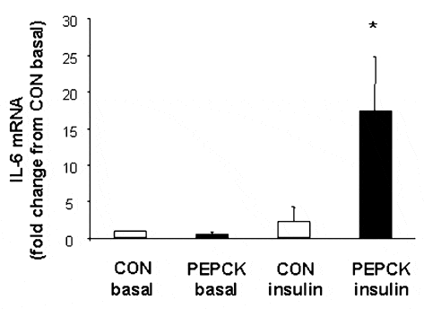 \"Figure 1. Fold changes of IL-6 gene expression (mean ± S.E.M.) in white gastrocnemius skeletal muscle of PEPCK basal (n = 4) and insulin-stimulated (n = 5) and CON insulin-stimulated (n = 4) conditions compared with CON basal condition (n = 5); * significantly different from all other conditions, P < 0.05.\"