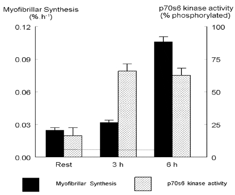 Figure 1. The effects of contractile activity and feeding on p70S6k and myofibrillar protein synthesis in human muscle.